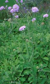 Scabiosa africana