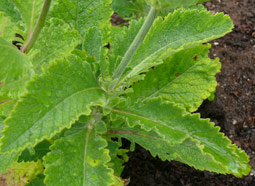 Scabiosa drakensbergensis leaves 