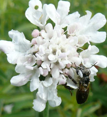 Scabiosa drakensbergensis visited by insects