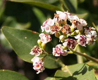 Schrebera alata flowers