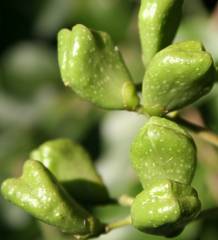 Schrebera alata fruits