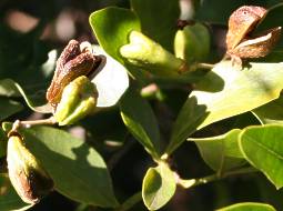 Schrebera alata fruits