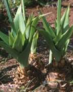 Leaves and bulbs