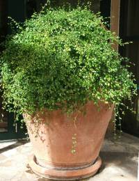 Sclerochiton harveyanus pot plant