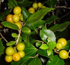 Fruits and leaves of Scolopia mundi