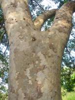 Trunk with attractive bark