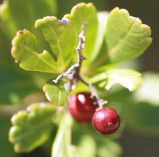 Leaves and fruits