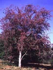 Tree in bloom