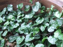 The Bryony-leaved flowering ivy ( Senecio bryoniifolius ) ‘Elsa Pooley' as a house plant in a container