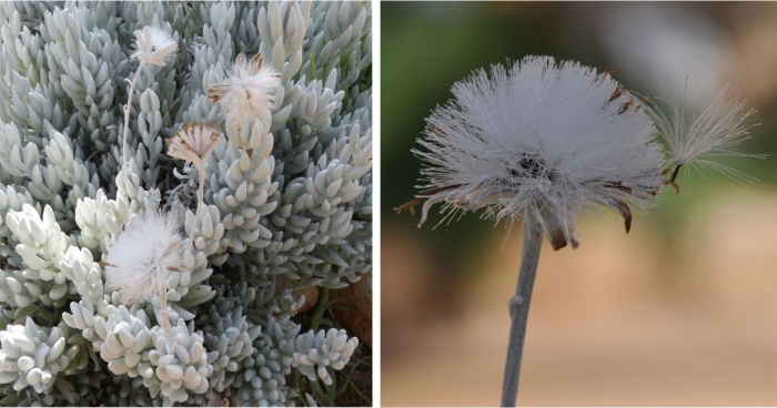 Caputia tomentosa in fruit at Kirstenbosch