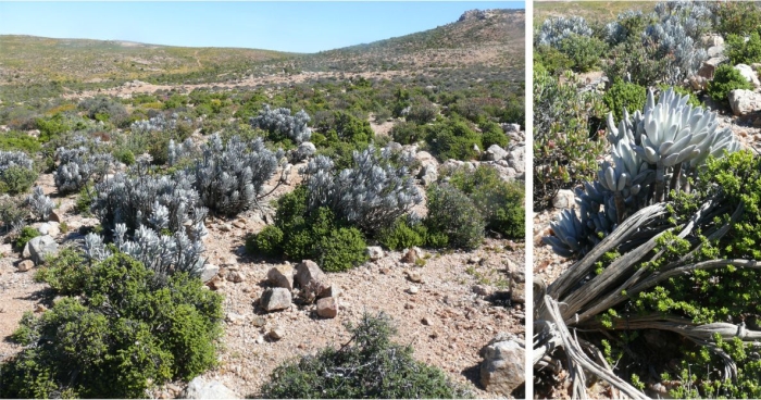 Caputia tomentosa in habitat at Gabiesies, near Steinkopf, Northern Cape