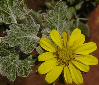 Senecio hederiformis flower and leaves