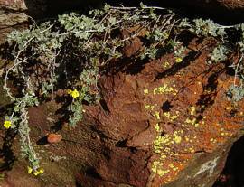 Senecio hederiformis