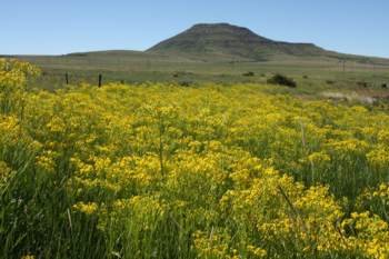 Growing in habitat