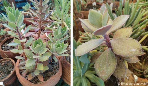 Caputia medley-woodii in cultivation in the succulent collection at Babylonstoren Farm Caputia medley-woodii in cultivation in the succulent collection at Babylonstoren Farm