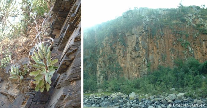 Caputia medley-woodii in habitat on a north-facing shale cliff along the Mzimvubu River, Eastern Cape Caputia medley-woodii in habitat on a north-facing shale cliff along the Mzimvubu River, Eastern Cape