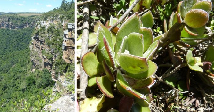 Caputia medley-woodii in habitat, growing on the cliffs at Oribi Gorge Caputia medley-woodii in habitat, growing on the cliffs at Oribi Gorge