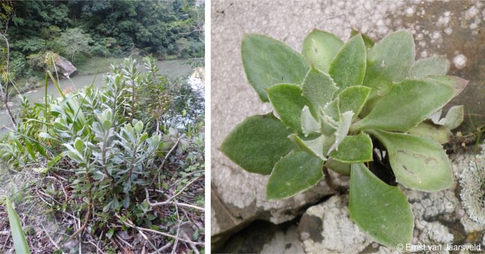 Caputia medley-woodii growing beside the Msikaba River Caputia medley-woodii growing beside the Msikaba River