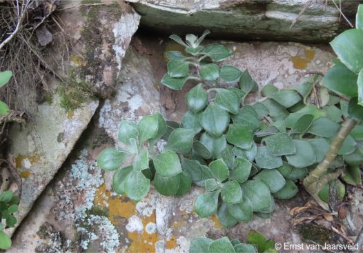 Caputia medley-woodii in habitat growing on cliffs of the Umkhomazi River Caputia medley-woodii in habitat growing on cliffs of the Umkhomazi River