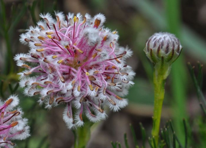 Serruria furcellata 