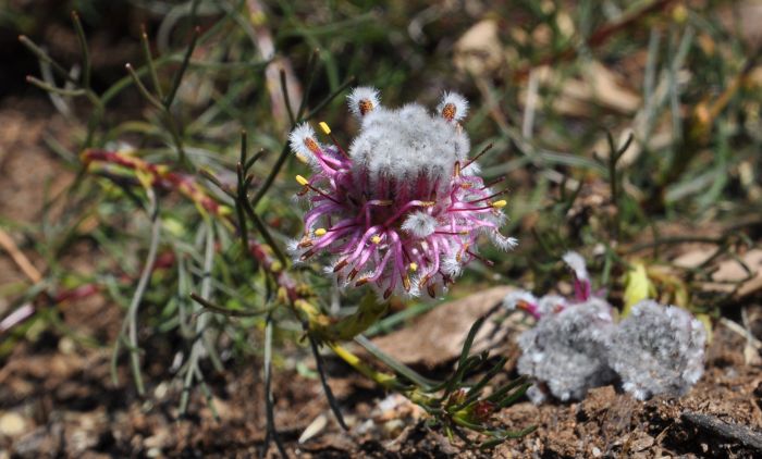 Serruria furcellata, growing in Kirstenbosch NBG.