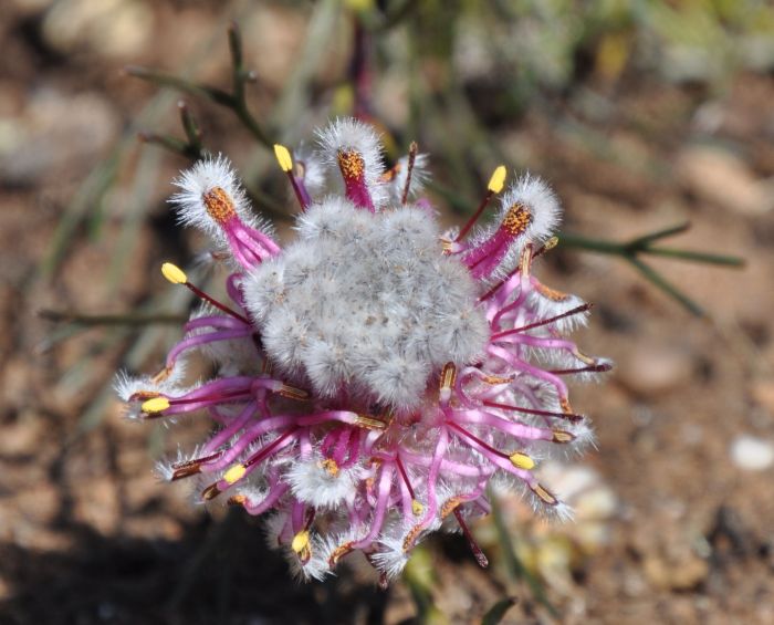 Serruria furcellata