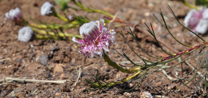 Serruria furcellata, growing in Kirstenbosch NBG.