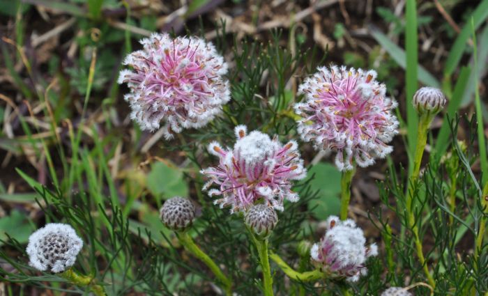 Serruria furcellata, growing in Kirstenbosch NBG.