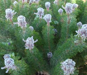 Shrub in flower