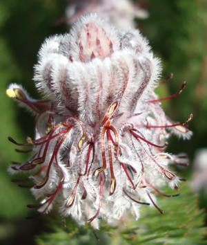 headose up of flowerhead.