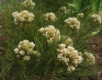 Serruria glomerata shrub