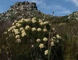 Serruria glomerata growing at Elsies Peak