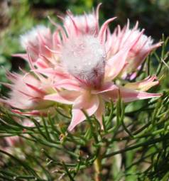 Serruria rosea flower heads