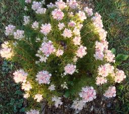 Serruria rosea shrub viewed from above