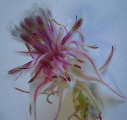 Serruria rosea flower head