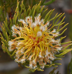 Serruria villosa flower head