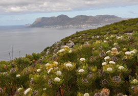 Serruria villosa growing above Kalk Bay