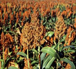 Field of sorghum