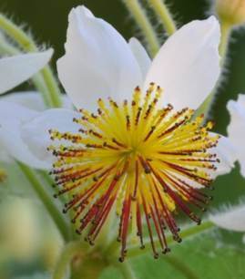 Flower and stamens