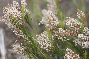 Plants in flower