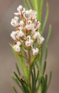 Flower spike