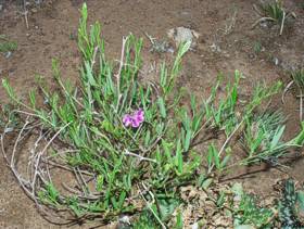 Sphenostylis angustifolia shrublet