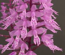 Close up of flowers