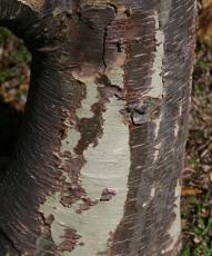 Sterculia rogersii tree trunk with peeling bark