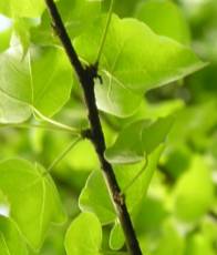  Sterculia rogersii yellowish-green leaves