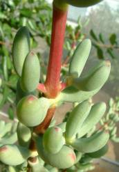 Growing season- green leaves. Note fused base of leaf pair.