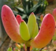 In the dry season anthocyanins give reddish tint to leaves