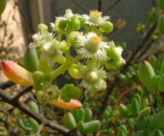 Rounded inflorescence of flowers