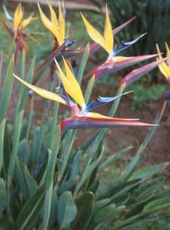 Clump in flower