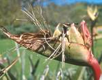 Seed capsules forming